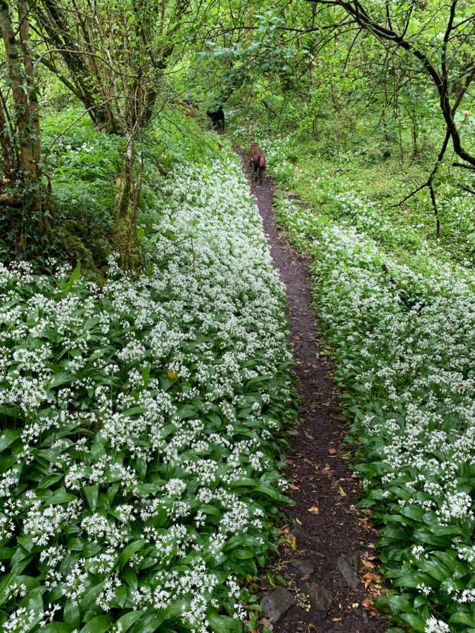 Kabin In The Woods Llandybie Exterior foto