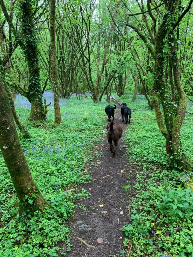 Kabin In The Woods Vila Llandybie Exterior foto